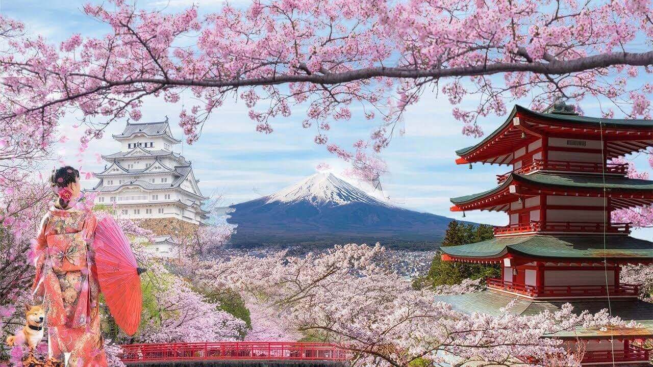 Quốc hoa: Hoa anh đào được xem là biểu tượng của sự thanh lịch, tình cảm và sự nổi tiếng tại Nhật Bản.Sự nghiêm trang và Hiện đại là những giá trị mà hoa anh đào mang lại.