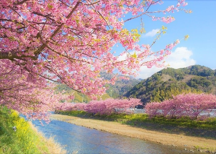 Top 7 địa điểm ngắm hoa anh đào đẹp nhất ở Tokyo