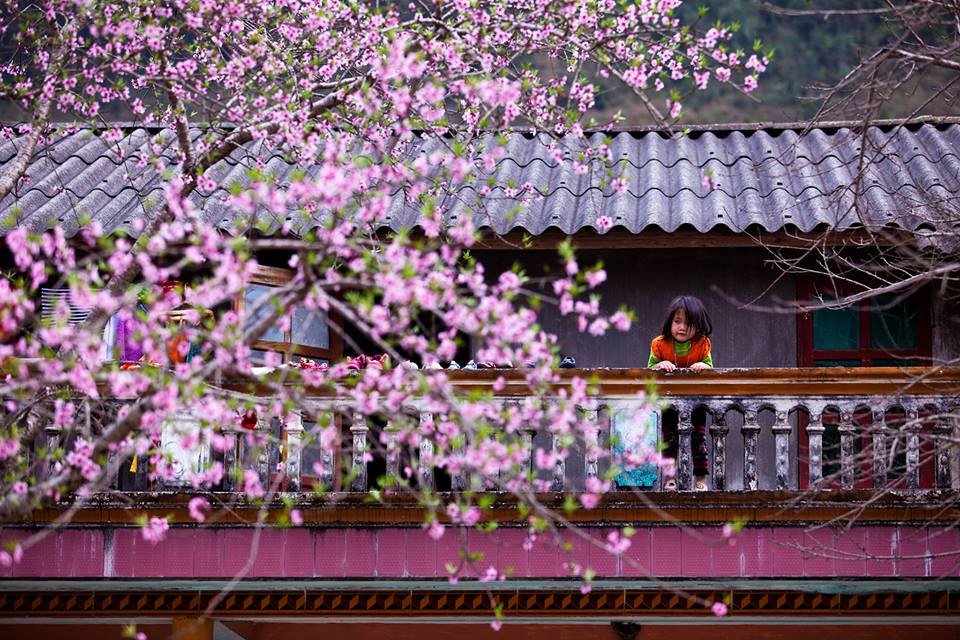 Những địa điểm ngắm hoa đào Hà Giang vào mùa xuân