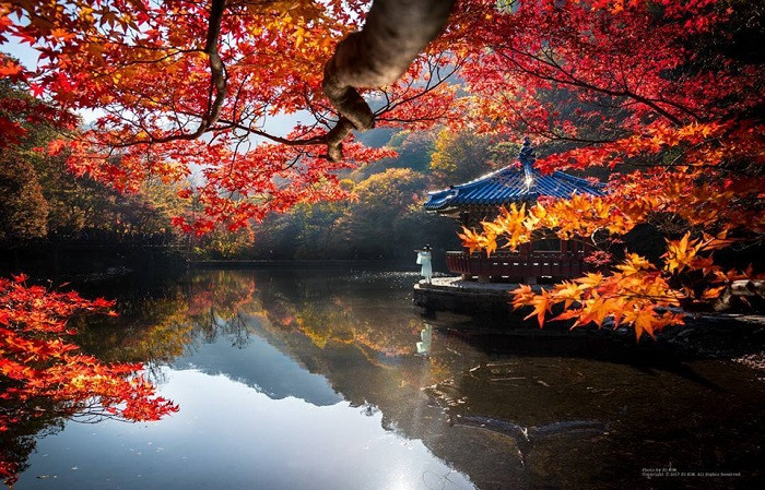 Tận hưởng khung cảnh ấm áp với mùa lá đỏ Hàn Quốc