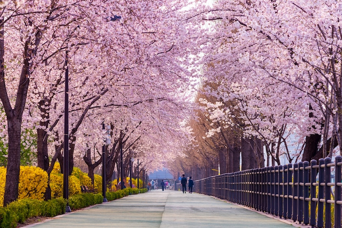 Mùa hoa anh đào Hàn Quốc thì checkin ở đâu?