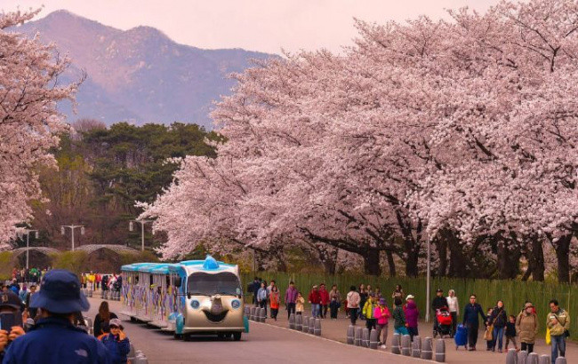 Tour Hàn Quốc mùa Anh Đào: Seoul - Nami - Yeouido Park 5 ngày 4 đêm từ Hà Nội