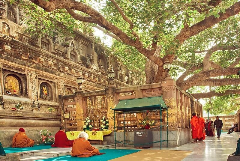 Sự tích linh thiêng về cây bồ đề nơi Đức Phật thành đạo